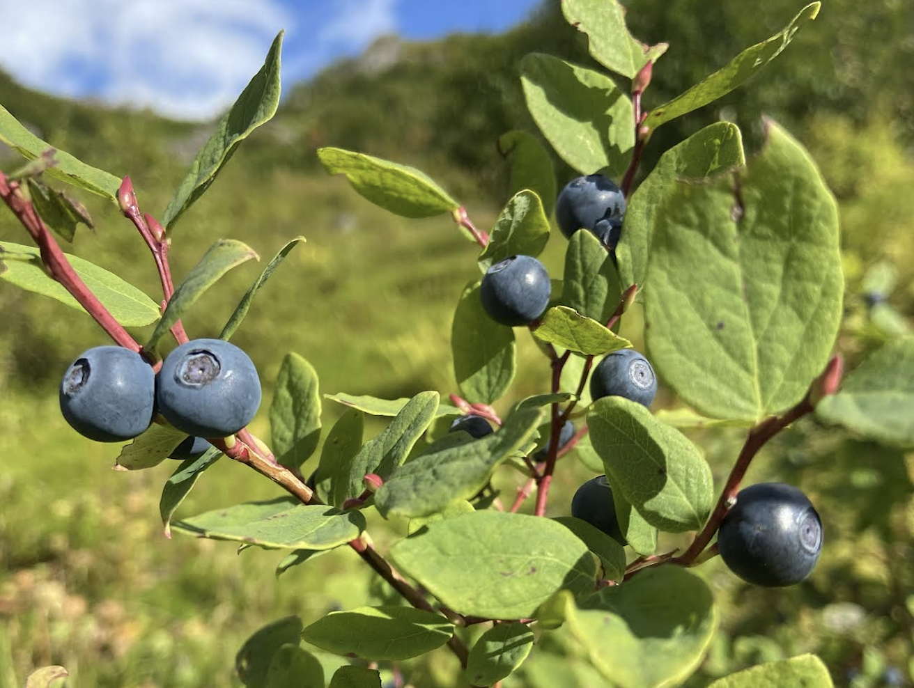 Blueberry-image