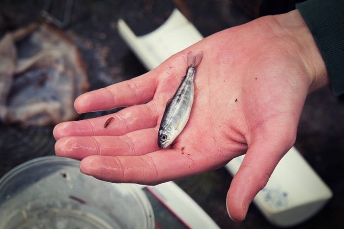 a small fish in the palm of a hand