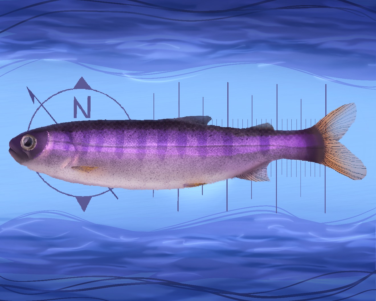 Artwork depicting a purple juvenile coho salmon