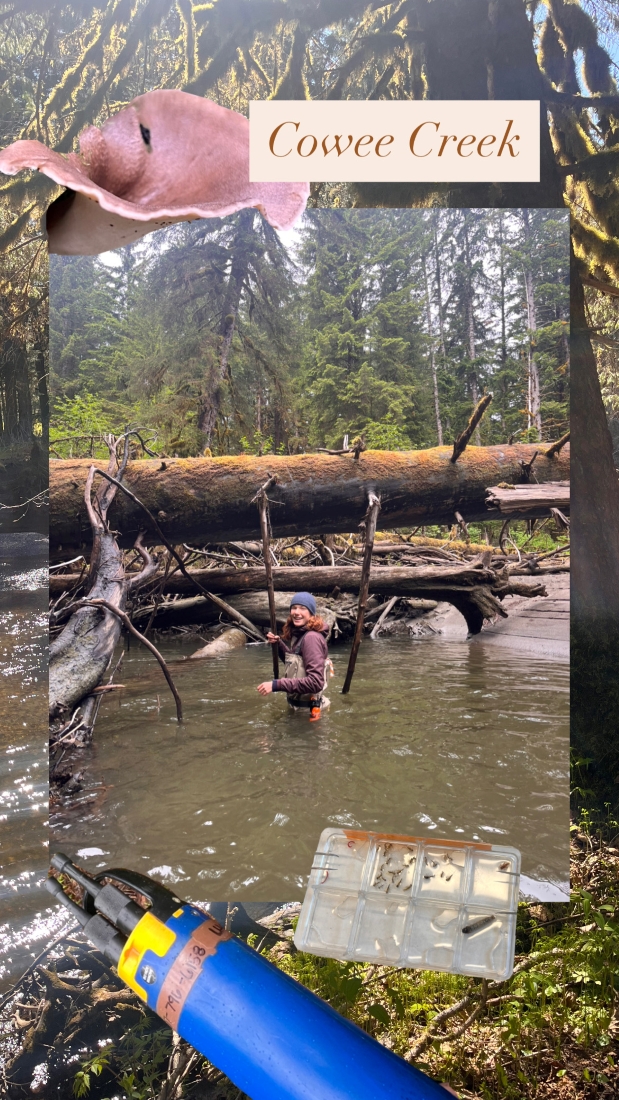 Collage of cowee creek photos