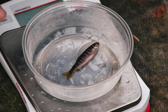 small fish in a shallow dish