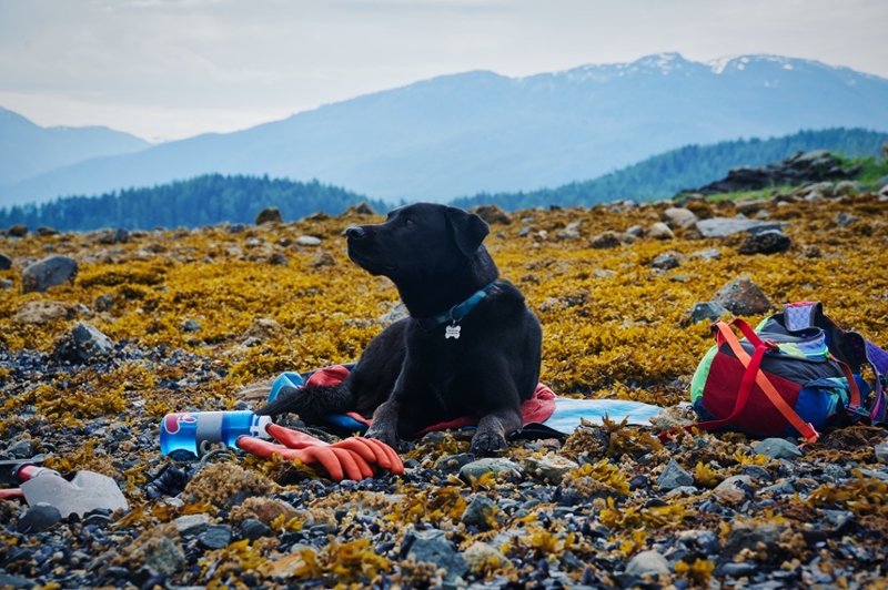 a large black dog lying on a beach