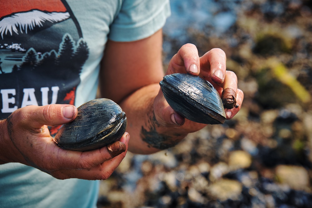 hands holding two butter clams