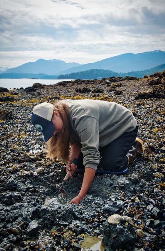 a woman digging on hands and knees on a rocky beach covered in muscles and kelp