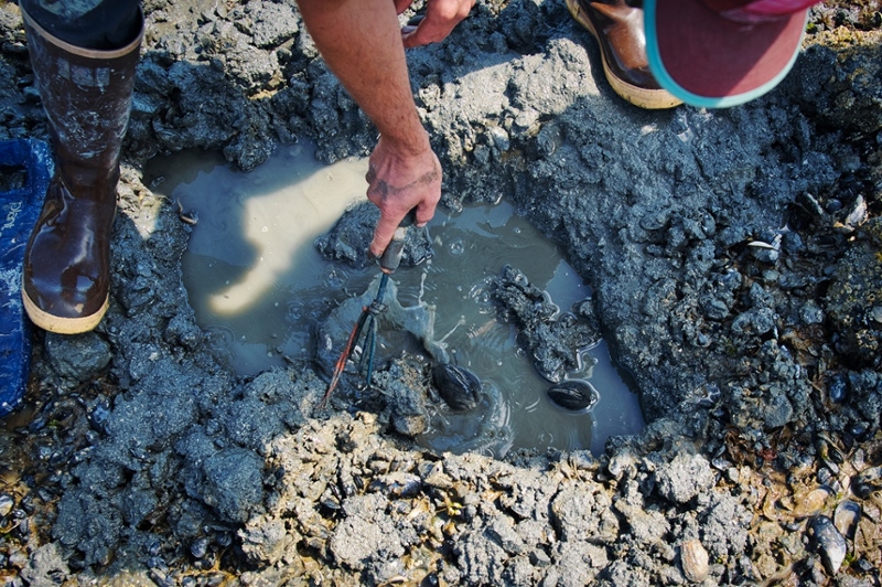 a hole dug into the beach partially filled with water, with two clams in it, and a man leaning over it with a hand rake