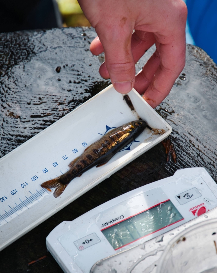 a hand reaches towards a small fish laying on a ruler near a scale