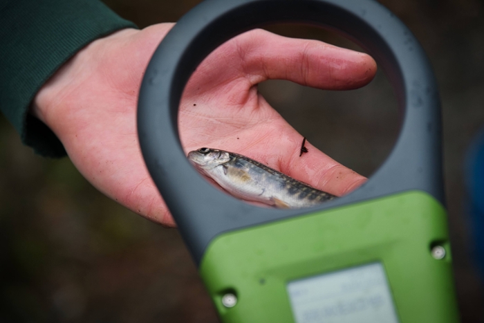a hand holding a small fish with a scanning device above