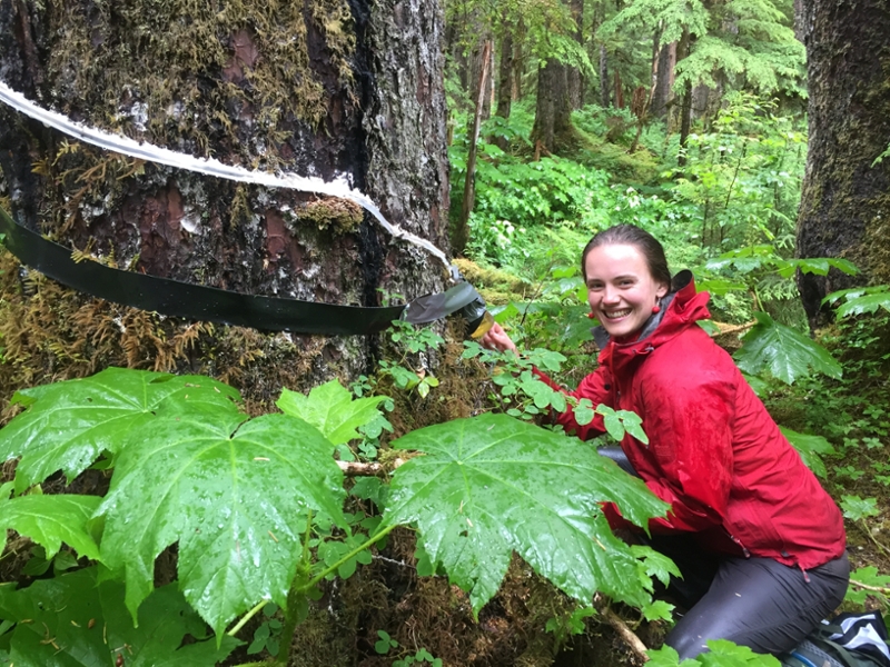 Behnke Tree Sampling