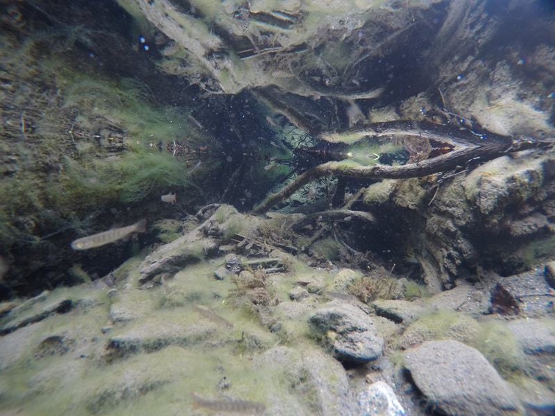 underwater footage with fish in a stream