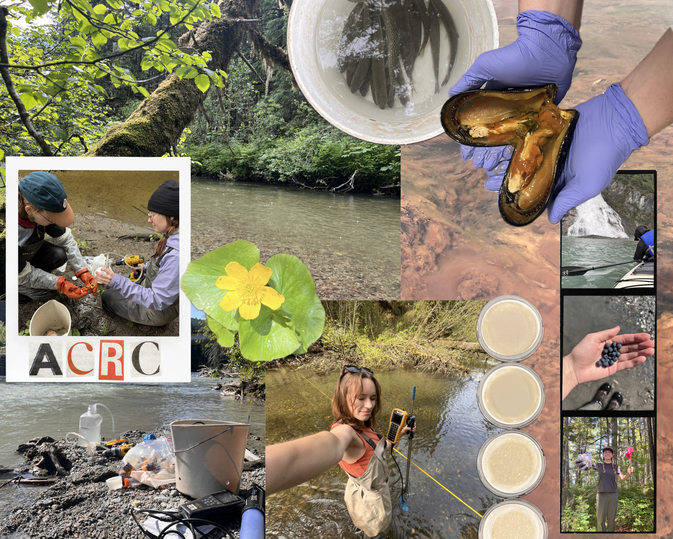A collage of images of field work and streams, showing a bucket of fish, people holding berries and mussels, a girl in a stream with equipment to measure flow, and the text "ACRC"