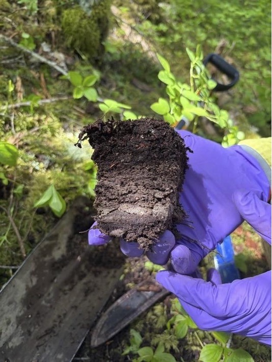 gloved hands hold a small section of a soil profile