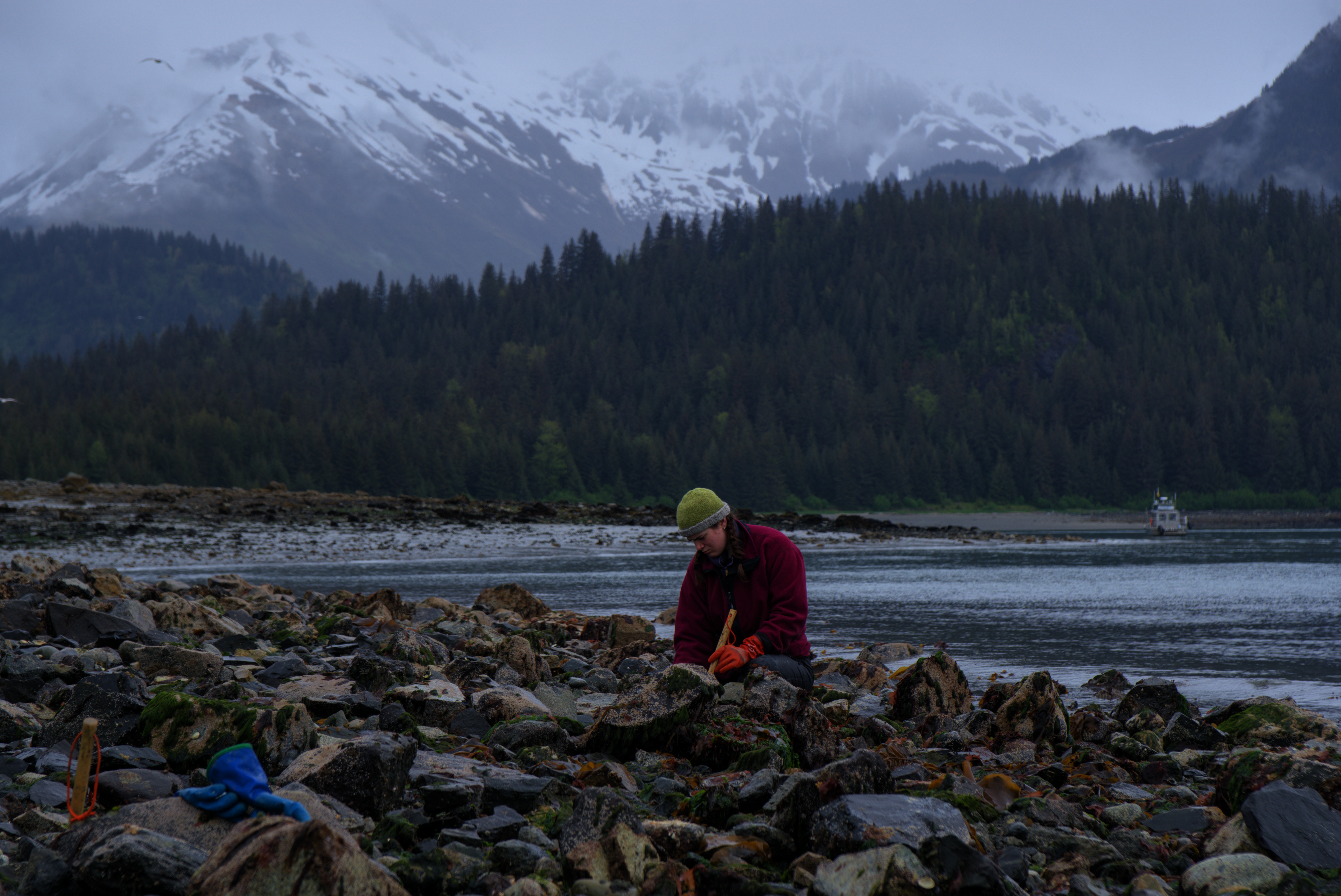 Amelia Vegors collects butter clams in the park's intertidal.