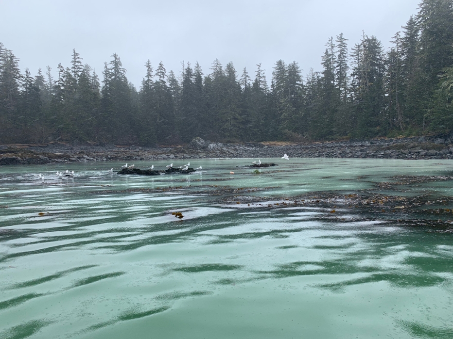 herring spawn along coast with birds