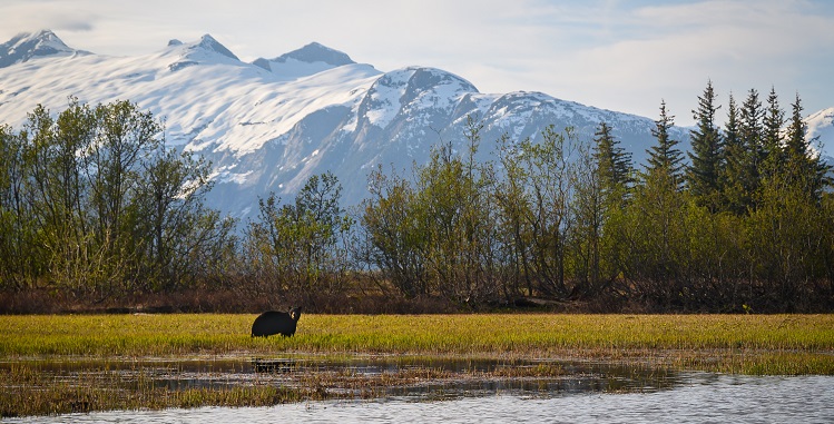 a bear stands in a field in front of mountains