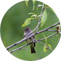 olive-sided flycatcher