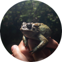 western toad in a forest