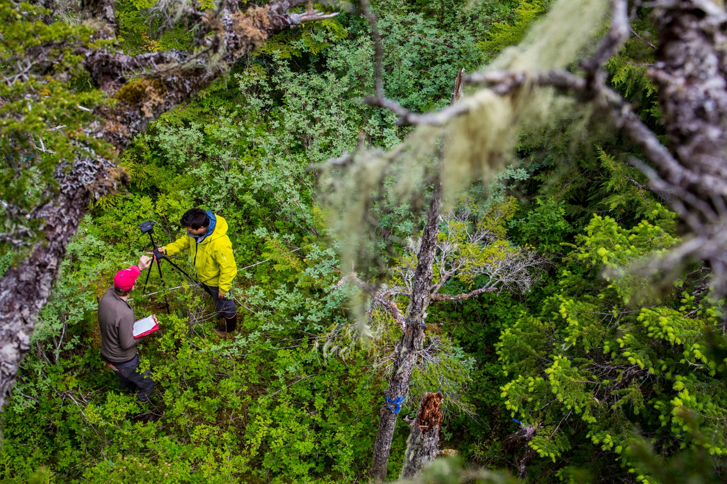 Yellow Cedar Research